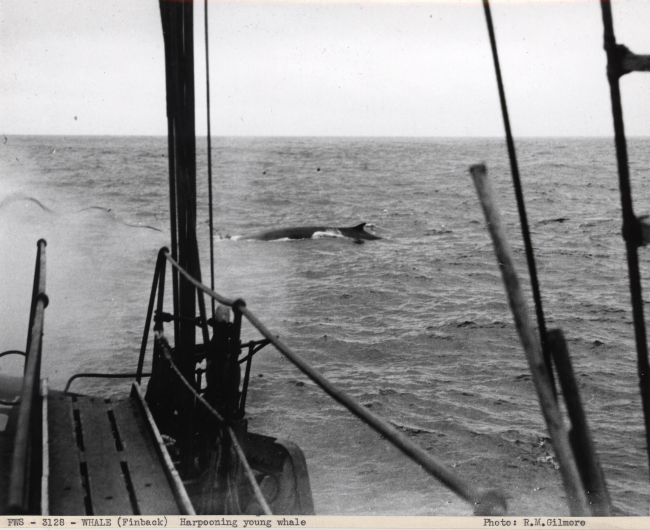 Harpooning a young finback whale