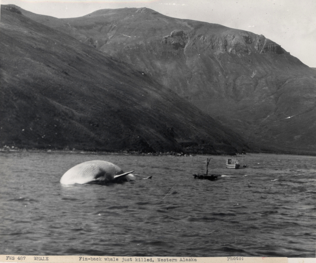Finback whale just killed in western Alaska