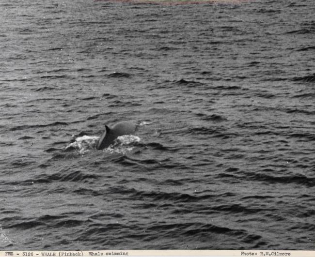 Finback whale swimming away from catcher boat