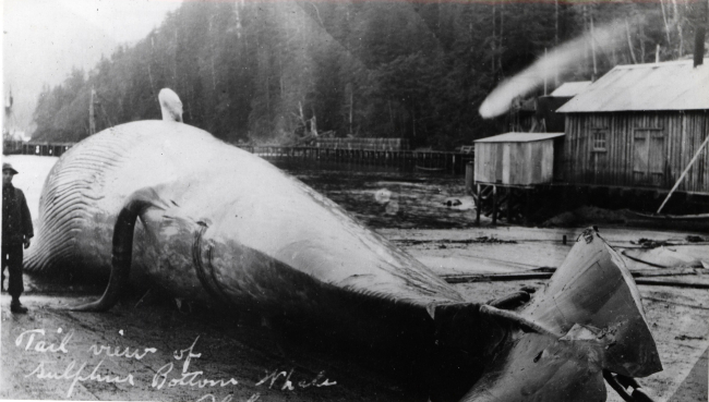 Tail view of blue whale or sulphur-bottom whale on flensing deck