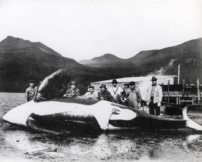 Male killer whale, 27 feet long, with flensing crew at Akutan Whaling Station