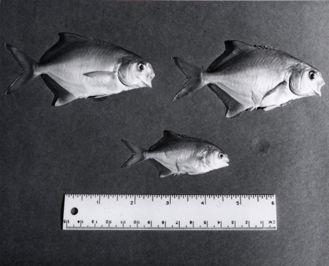 Young pompano (Trachinotus carolinus) used in fish farming experiment at FortDe Soto Park