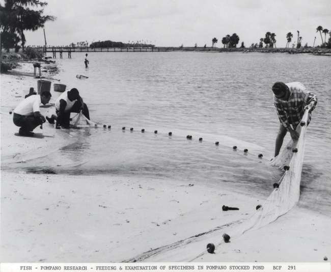 Feeding and examination of pompano specimens in stocked pond at Fort De SotoPark