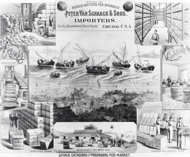 Advertisement for Peter Van Schaack and Sons, Sponge Importers based out ofChicago