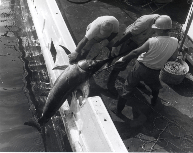 Swordfish caught on longline gear being hauled aboard the BCF ship OREGON