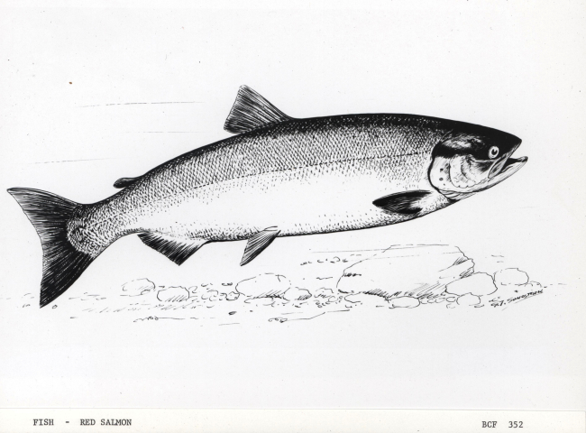 Drawing of red salmon by G
