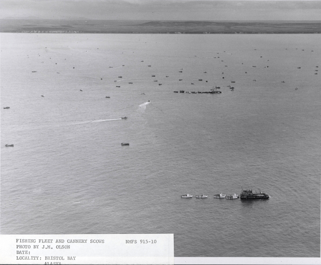 Bristol Bay fishing grounds with cannery scows and part of the fishing fleet