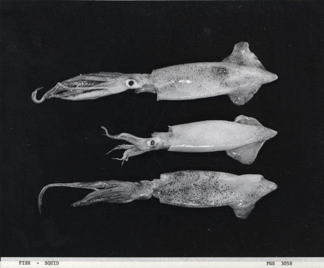 Squid (Loligo opalescens)