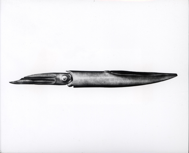 Drawing of long-finned squid
