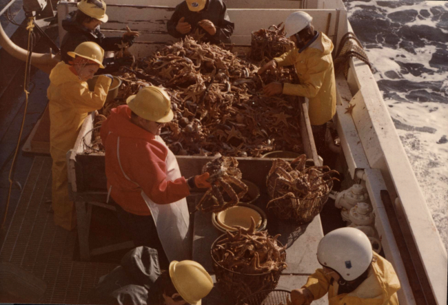 Alaks King Crab and starfish in sorting bins of BCF ship MILLER FREEMAN