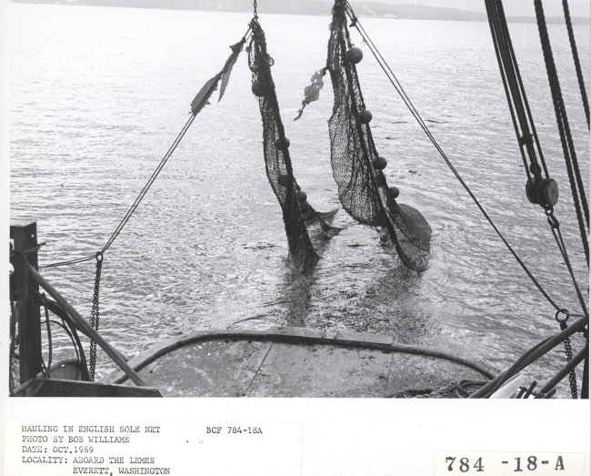 Hauling in English sole net aboard the fishing vessel LEMES