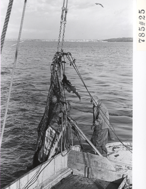 Hauling trawl aboard while fishing for English sole
