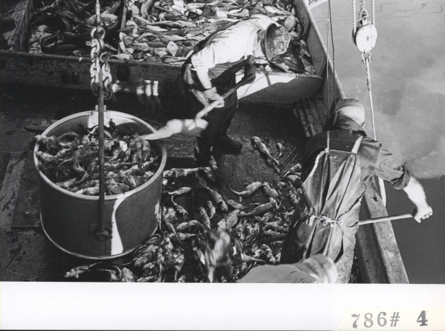 Shoveling fish into bucket for offloading at Everett Fish Company