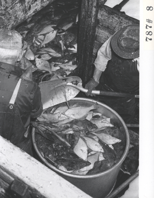 Shoveling fish into buckets for offloading F/V LEMES and processing atEverett Fish Company