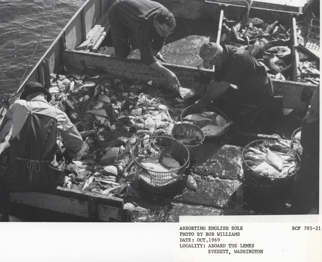 Sorting English sole from non-commercial fish species on F/V LEMES