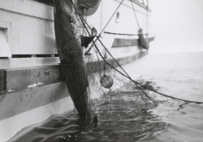 A large shark caught in a gillnet during tuna fishing