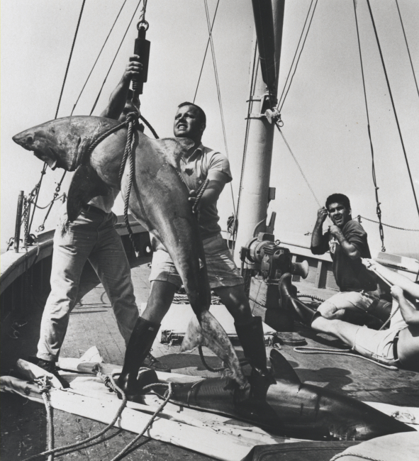 Biologists weighing a large shark