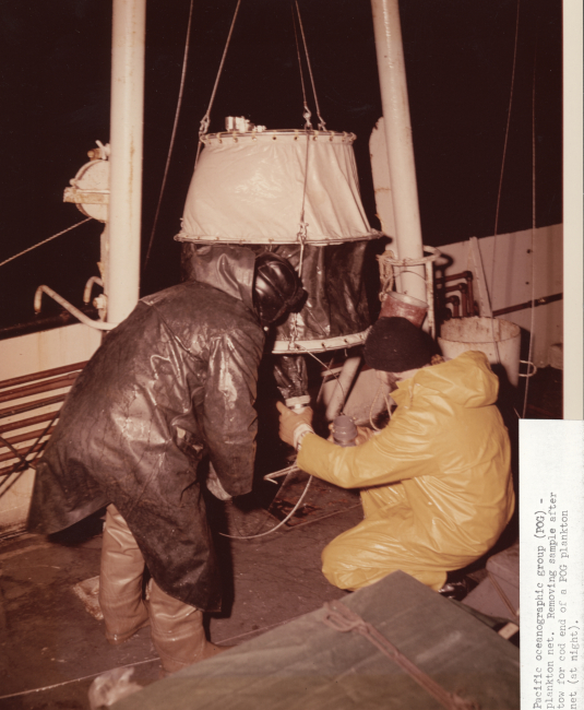 Member of scientific party of Pacific Oceanographic Group (POG) removing sampleafter tow from cod end of a POG plankton net