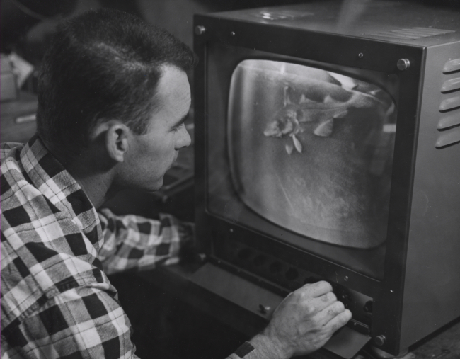 Scientist observing pollock on closed circuit television