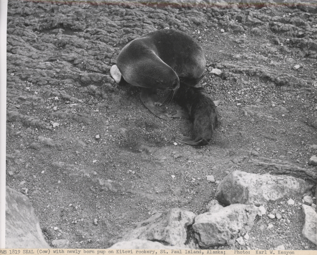 Fur seal cow with newly born pup at Kitovi Rookery