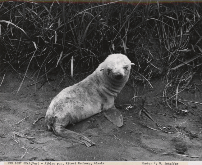 Albino fur seal pup at Kitovi Rookery