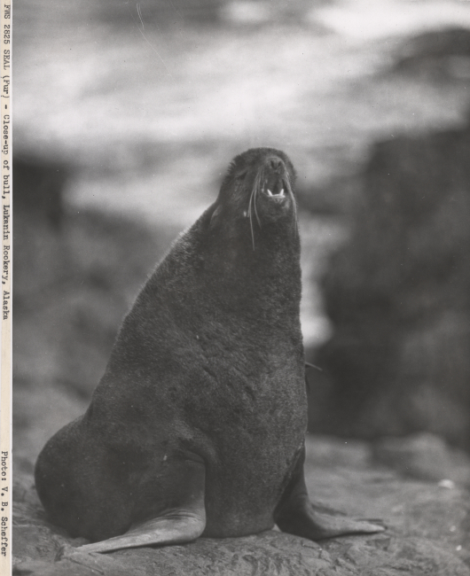 Close-up of bull fur seal at Lukanin Rookery