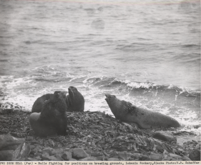 Bull fur seals fighting for positions on breeding grounds at Lukanin Rookery