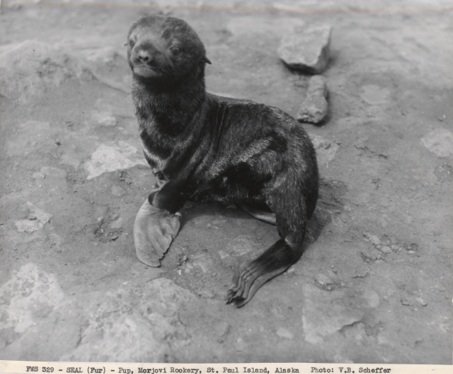 Fur seal pup at Morjovi Rookery