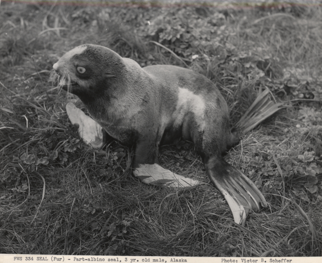 Part albino fur seal - a three-year old male