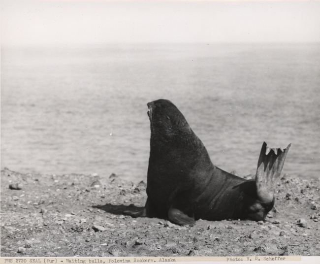 Bull fur seal waiting for the arrival of the cows so he can start collecting his harem at Polovina Rookery