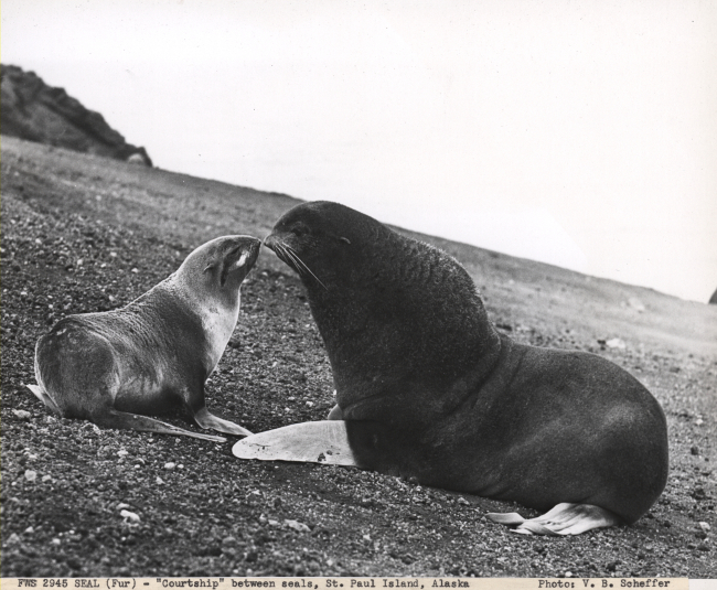 Courtship between fur seals graphically showing sexual dimorphism with thebull being much larger than the cow