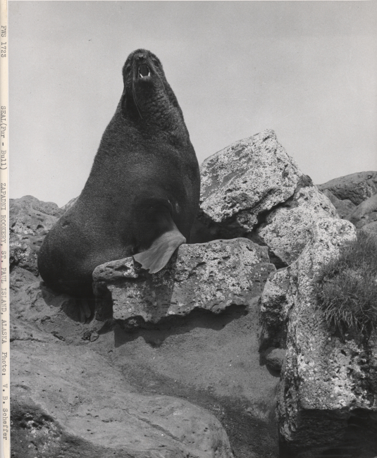 Idle bull fur seal at Zapadni Rookery displaying formidable canine teeth