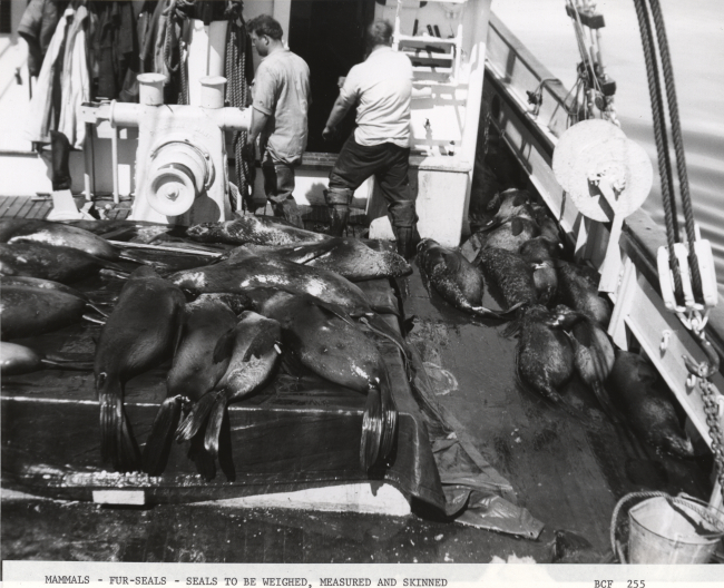 Fur seals to be weighed, measured and skinned
