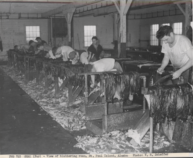 A view of the blubbering room - where the blubber is removed from the fur sealskins