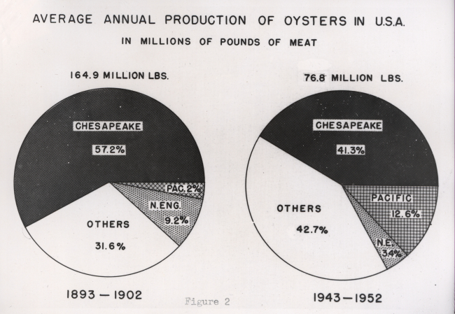 Average annual production of oysters in pounds showing relative percentages ofoyster harvest for various areas when comparing 1893-1902 vs