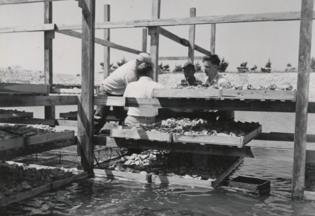 Preparing collectors for obtaining oyster set in articial salt water ponds