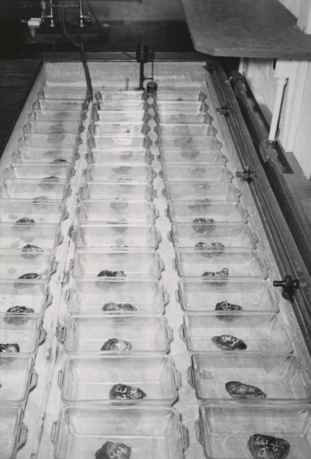 Ripe oysters individually marked and each in a separate container ready to beinduced to spawn, to provide material for studies on physiological andecological requirements of oyster larvae