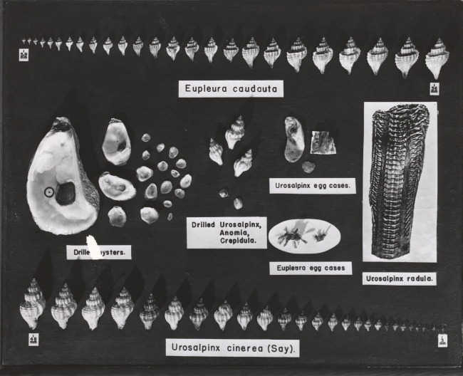 Illustration accompanying growth and life history of the oyster drillsEupleura caudata and Urosalpinx cinerea