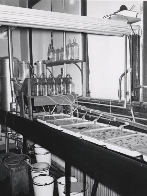 Laboratory set-up for studies of effects of water of different salinities upongrowth, reproduction, feeding and survival of oyster drills