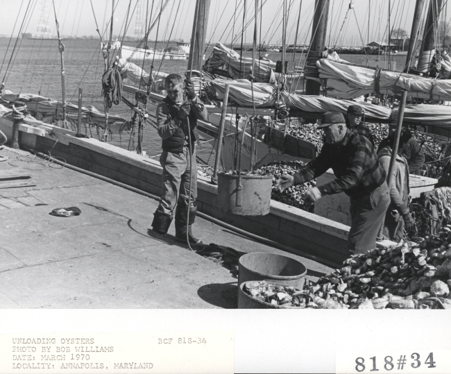 Unloading oysters