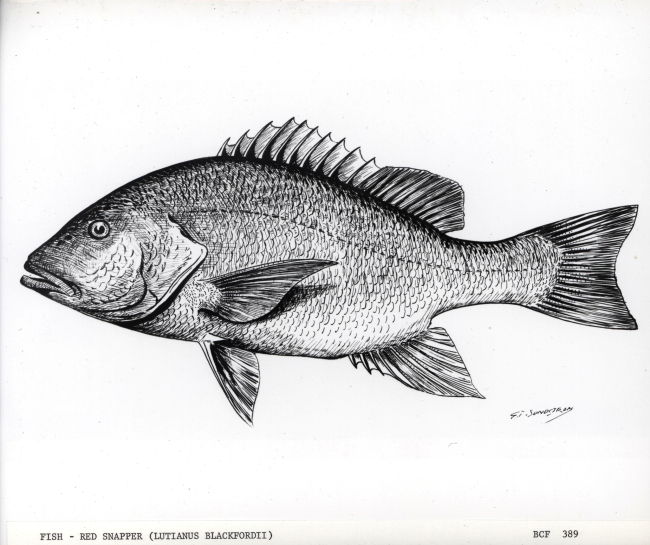 Drawing of red snapper (Lutjanus blackfordii) drawn by G