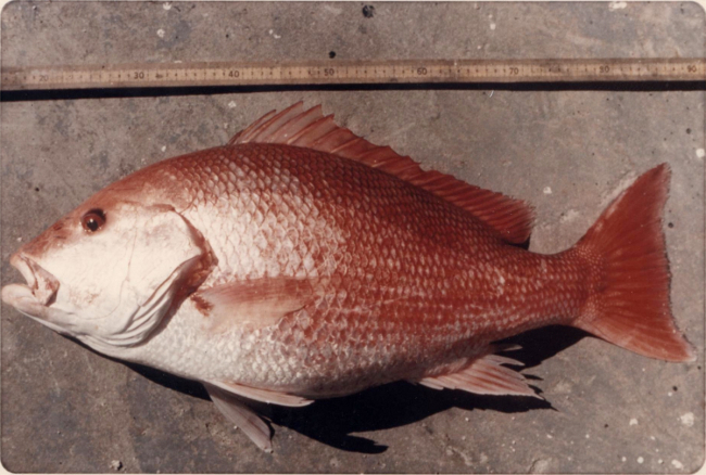 A 75-cm (approximately 2 feet)  long red snapper on deck