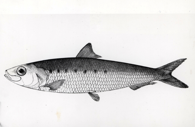 Drawing of a California sardine (Sardinia caerulea)