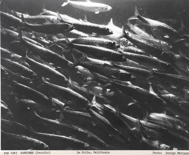 Pacific sardines swimming