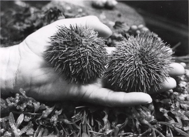 Two green sea urchins (S
