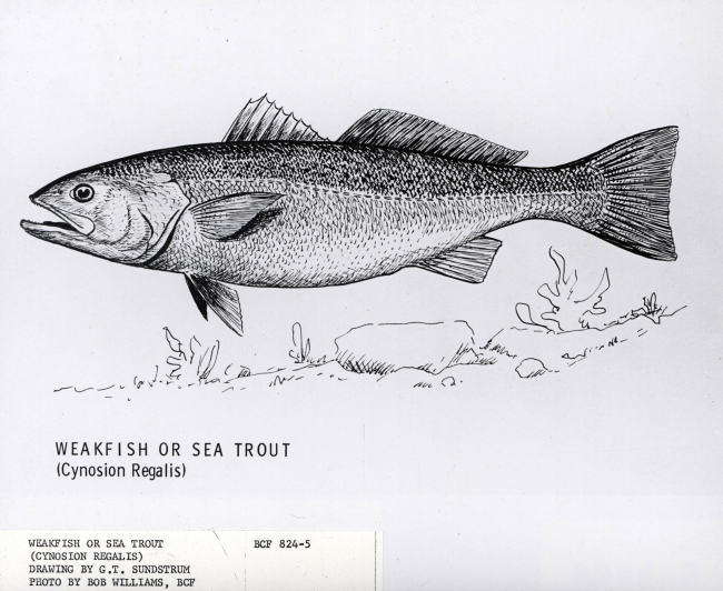 Drawing of weakfish or seatrout ((Cynosion regalis) by G
