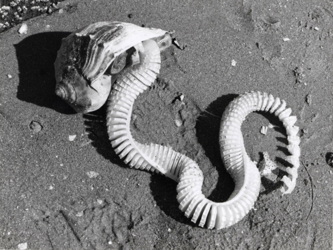 Knobbed whelk laying eggs