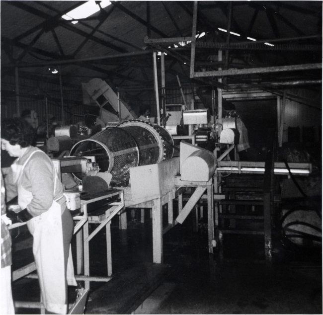 Whiting process line at Ocean Side Fisheries