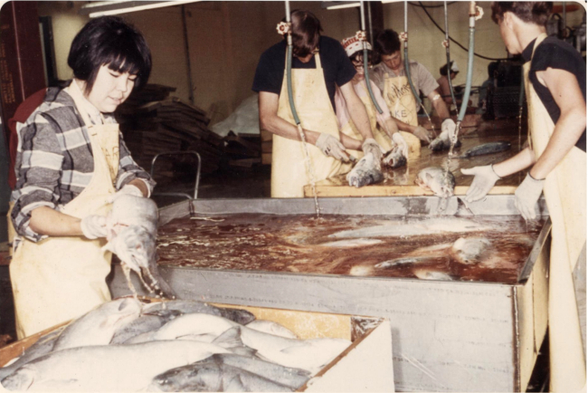 Salmon is processed by hand at the Alaskan Frozen Products plant in Anchorage