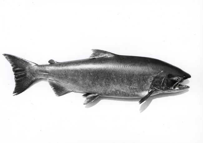 Chinook salmon (Onchorhynchus tshawytscha) 